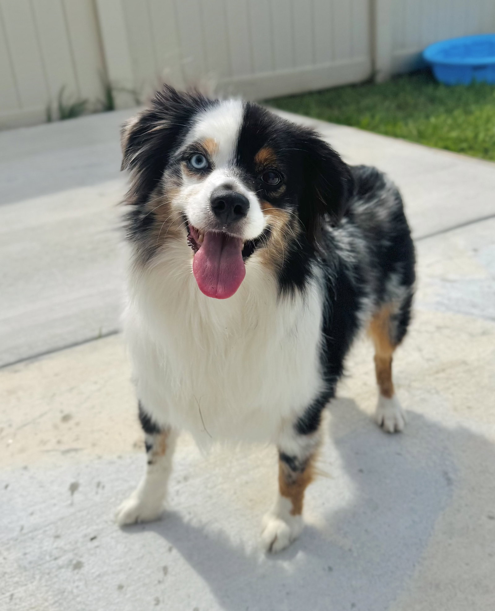 GHOST - “Boo-ti-full Silly Mini Aussie”