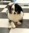 GHOST - “Boo-ti-full Silly Mini Aussie” - Photo 2