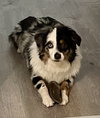 GHOST - “Boo-ti-full Silly Mini Aussie” - Photo 3