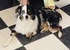 GHOST - “Boo-ti-full Silly Mini Aussie” - Photo 4