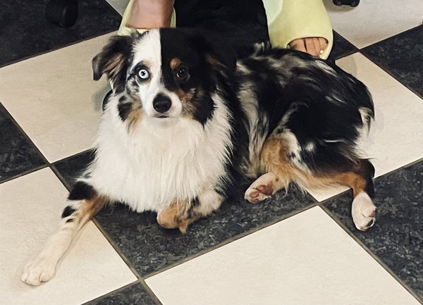 GHOST - “Boo-ti-full Silly Mini Aussie”