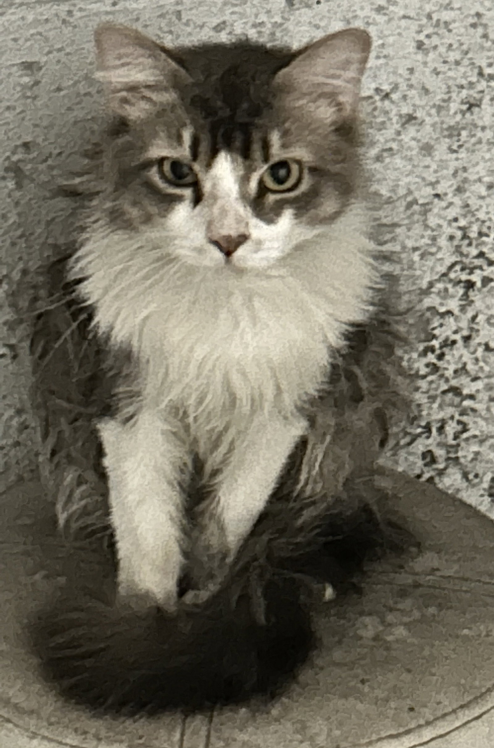 ANNIE - *URGT* NEEDS IMMED FOSTER*
