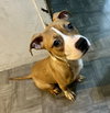 BABY DAISY - “Sugar Baby” - Photo 2