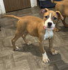 BABY DAISY - “Sugar Baby” - Photo 4