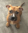 BABY STAXX -“Silly Boy” - Photo 1
