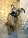 BABY STAXX -“Silly Boy” - Photo 2