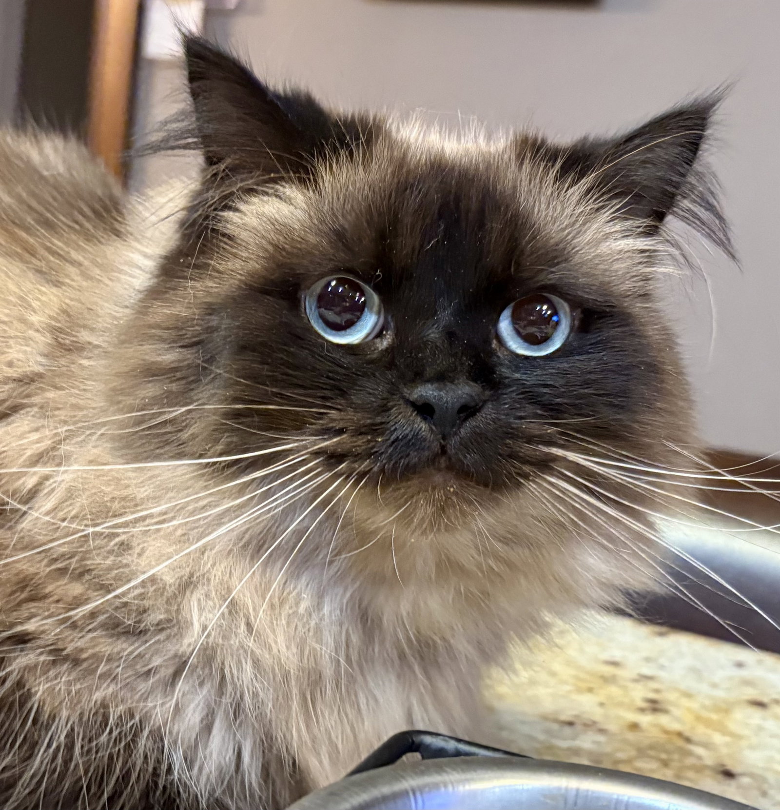 ATHENA - “Pure Beauty Queen”