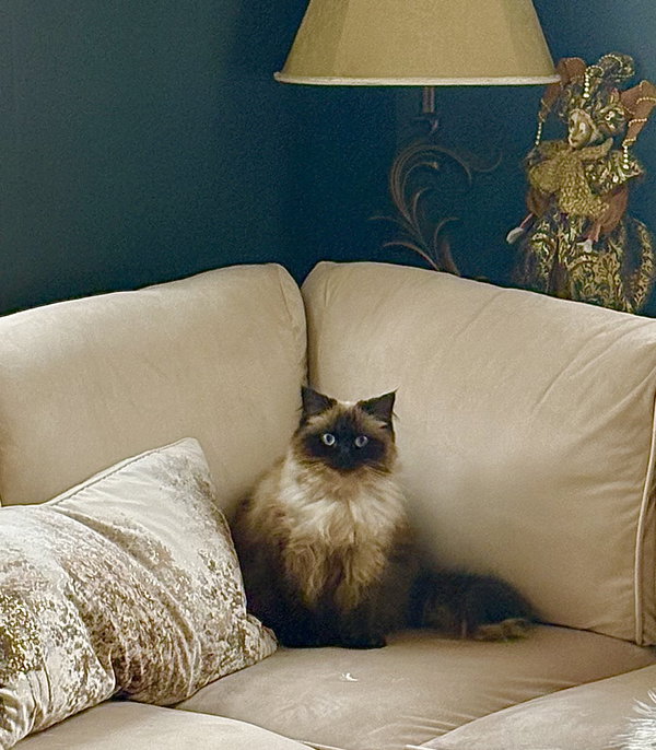ATHENA - “Pure Beauty Queen”