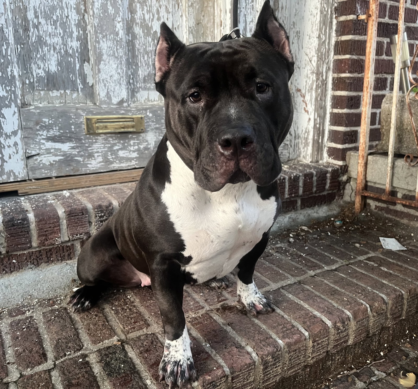 PACHA - “Dream Bully* *NEEDS IMMED FOSTER* Image