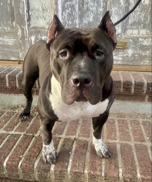 PACHA - “Dream Bully* *NEEDS IMMED FOSTER photo 2