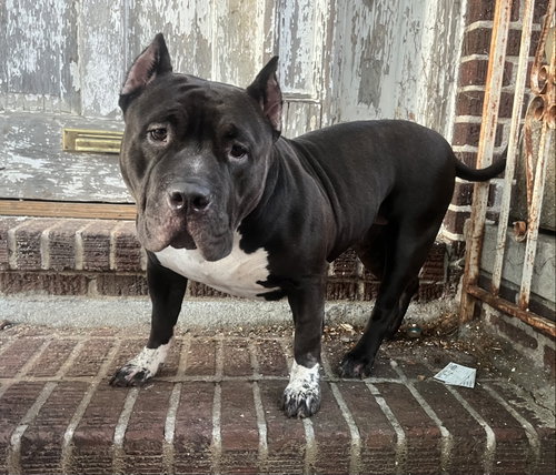 PACHA - “Dream Bully* *NEEDS IMMED FOSTER photo 3