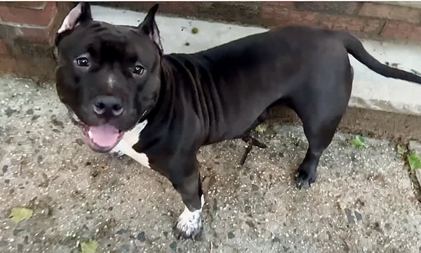 PACHA - “Dream Bully* *NEEDS IMMED FOSTER*