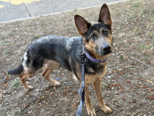 ROXIE - “DREAM GIRL” - Good with CATS!!