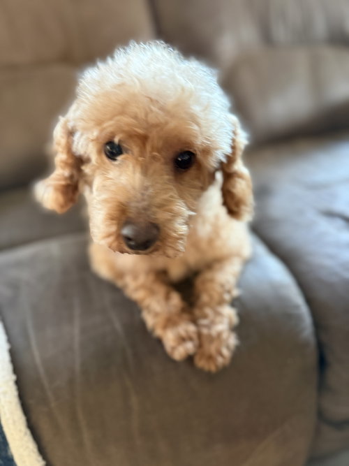 picture of the dog needing adoption