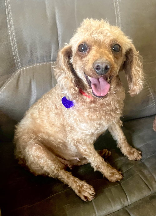 SHEILA - “Golden Girl”, an adoptable Poodle in Staten Island, NY