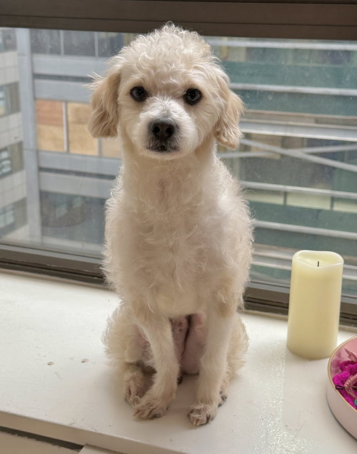 ZEFF - “Darling Loverboy”, an adoptable Maltese in Staten Island, NY