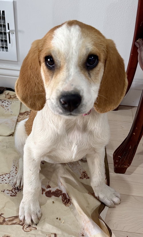 BABY SADIE - “Darling Bud”, an adoptable Bluetick Coonhound in Staten Island, NY