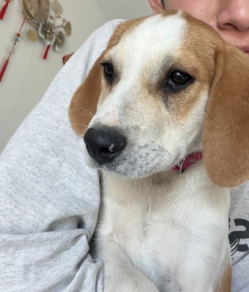 BABY SADIE - “Darling Bud” photo 2