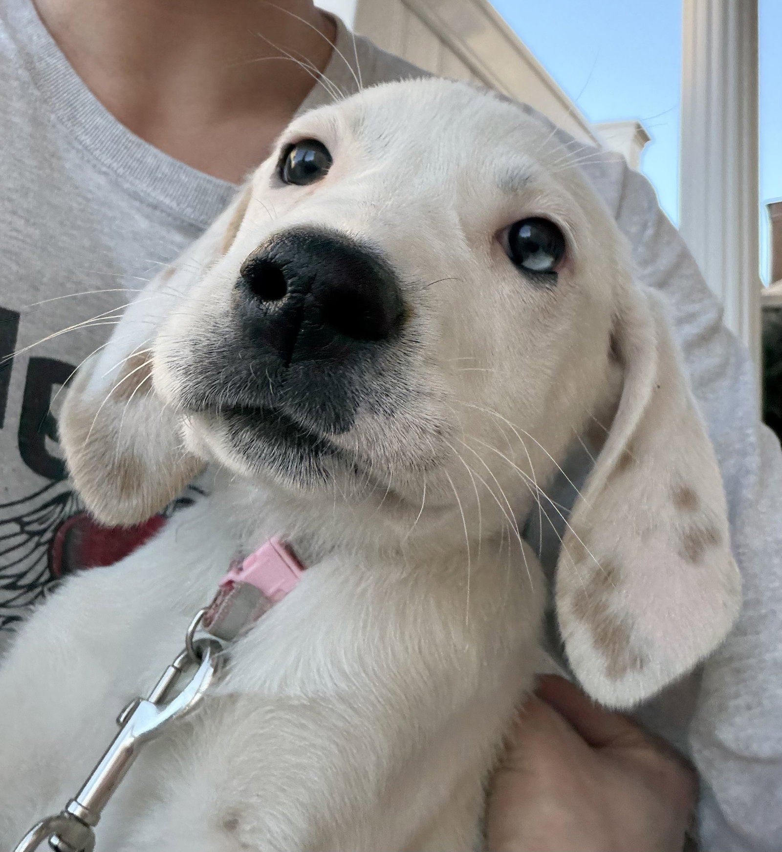 BABY LEXIE - “Sugar and Spice”