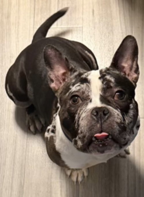OREO - “Lil’ Rockstar”, an adoptable French Bulldog in Staten Island, NY