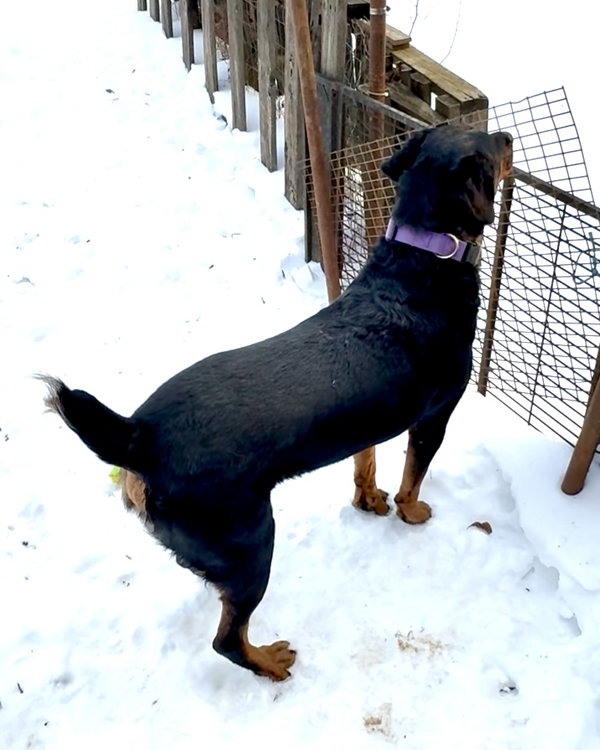 SIRO - *URGT* NEEDS IMMED FOSTER