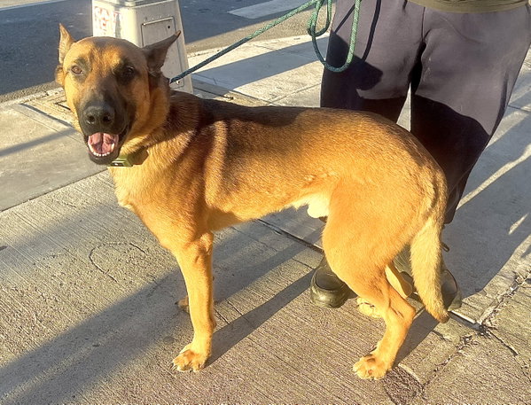TAZ - “Handsome Prince”