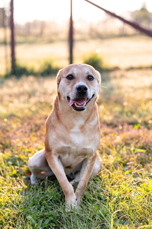 Sophie, an adoptable Hound in Poland, IN