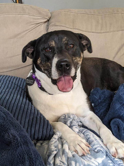 Dot, a dog for adoption from Our Lil' Bit of Heaven Animal Rescue and Sanctuary