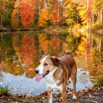 Kia, an adoptable Australian Shepherd in Poland, IN