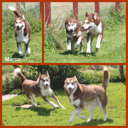 Photo 2 of Marco