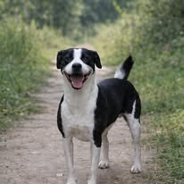 Brenie, an adoptable Unknown breed in Poland, IN