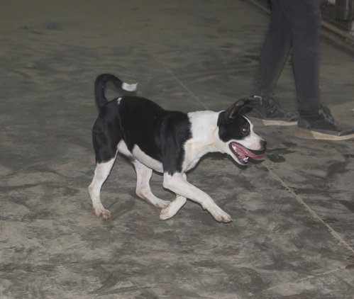 Photo 4 of Brenie