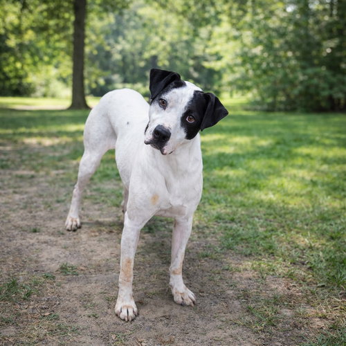 Brodie, an adoptable Unknown breed in Poland, IN