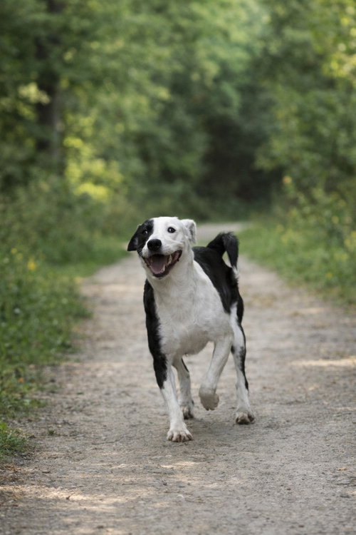 Brady, an adoptable Unknown breed in Poland, IN