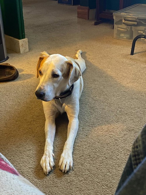 Peanutbutter, a dog for adoption from Our Lil' Bit of Heaven Animal Rescue and Sanctuary