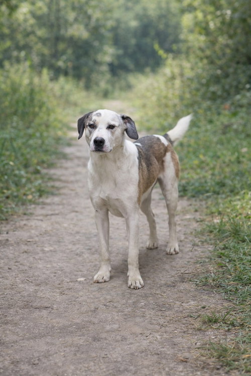 Kinsley, an adoptable Husky in Poland, IN