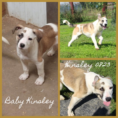 Photo 2 of Kinsley