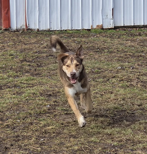 Mason, an adoptable Husky in Poland, IN