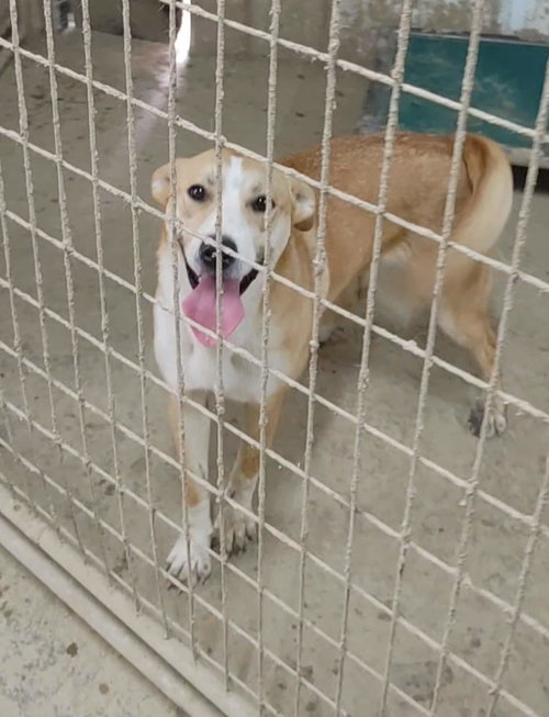 Haven, a dog for adoption from Our Lil' Bit of Heaven Animal Rescue and Sanctuary