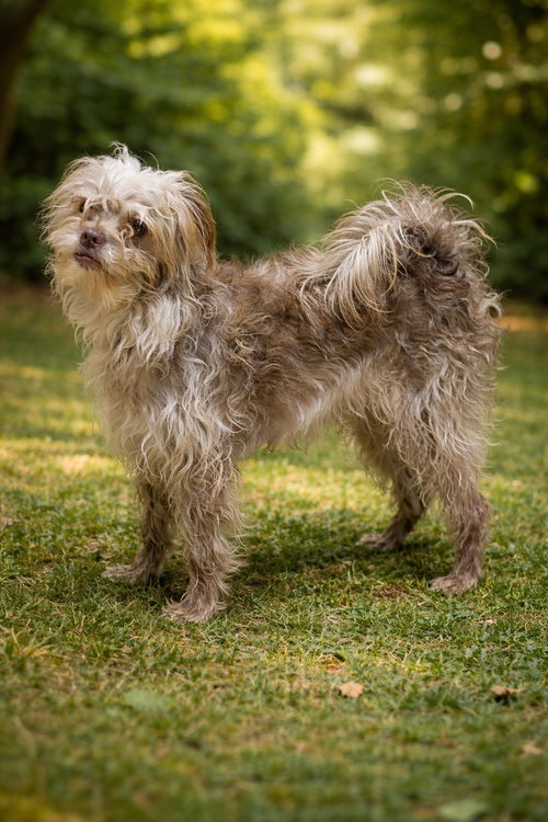 Monkey, an adoptable Terrier in Poland, IN