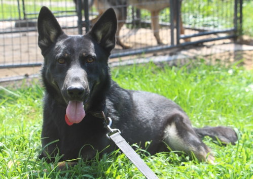 Adonis, a dog for adoption from Our Lil' Bit of Heaven Animal Rescue and Sanctuary