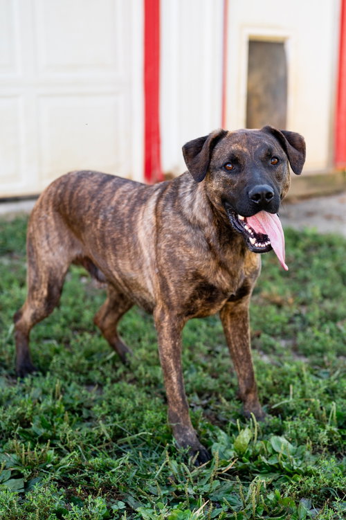 Percy, a dog for adoption from Our Lil' Bit of Heaven Animal Rescue and Sanctuary