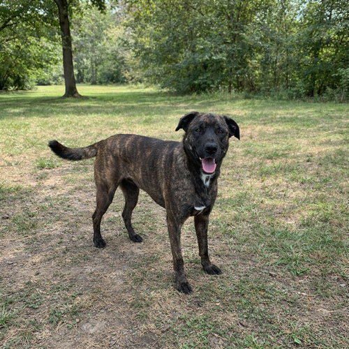 Hodgkins, an adoptable German Shepherd Dog in Poland, IN