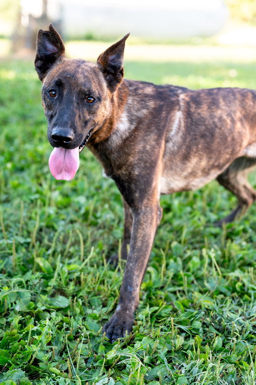 Firefly, an adoptable German Shepherd Dog in Poland, IN