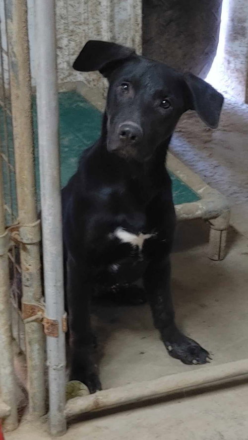 Seeley, a dog for adoption from Our Lil' Bit of Heaven Animal Rescue and Sanctuary