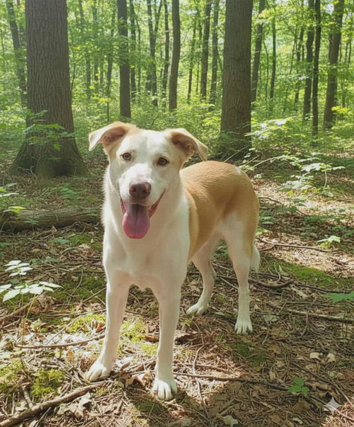 Linda, an adoptable Husky in Poland, IN