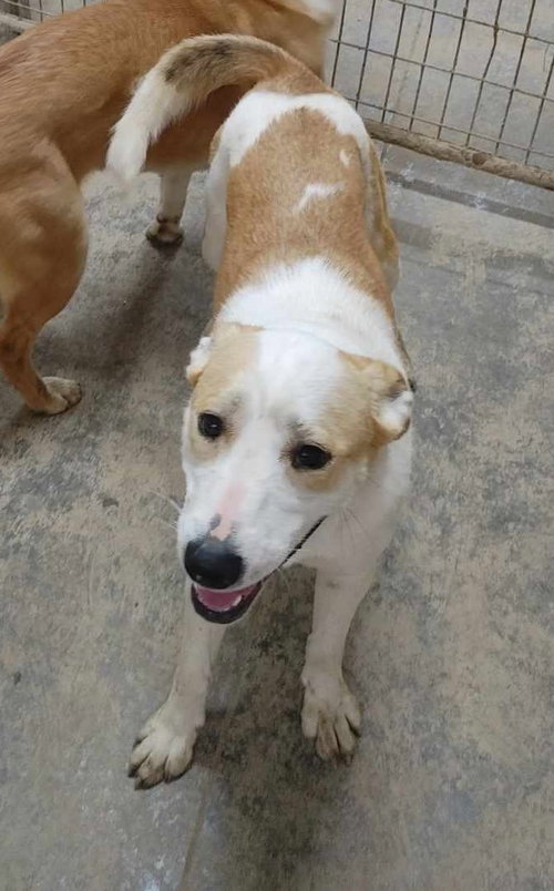 Beth, a dog for adoption from Our Lil' Bit of Heaven Animal Rescue and Sanctuary