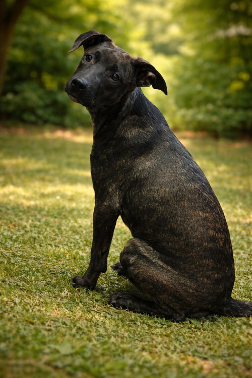 Cassidy, an adoptable German Shepherd Dog in Poland, IN
