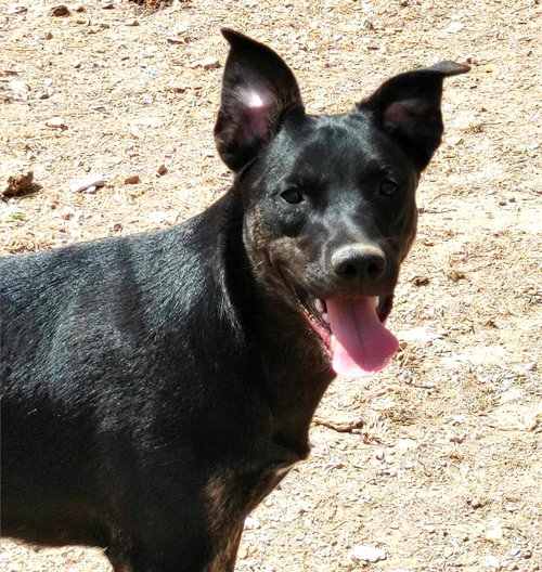 Jitterbug, a dog for adoption from Our Lil' Bit of Heaven Animal Rescue and Sanctuary