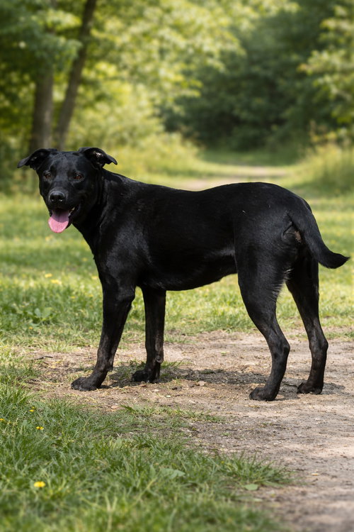 Camy, an adoptable German Shepherd Dog in Poland, IN
